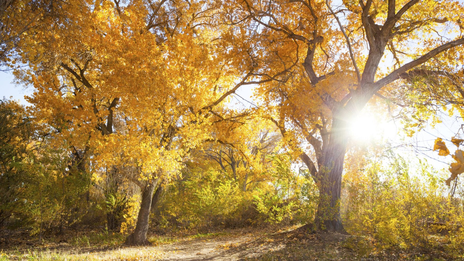 Fall Activities in Albuquerque:A Local Guide